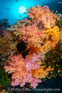 Colorful and exotic coral reef in Fiji, with soft corals, hard corals, anthias fishes, anemones, and sea fan gorgonians, Dendronephthya, Pseudanthias