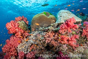 Spectacularly colorful dendronephthya soft corals on South Pacific reef, reaching out into strong ocean currents to capture passing planktonic food, Fiji, Dendronephthya, Namena Marine Reserve, Namena Island