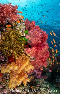 Spectacularly colorful dendronephthya soft corals on South Pacific reef, reaching out into strong ocean currents to capture passing planktonic food, Fiji, Dendronephthya, Namena Marine Reserve, Namena Island