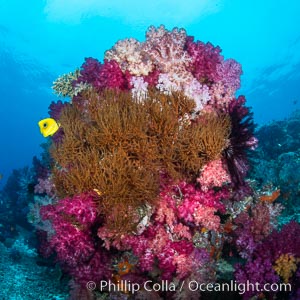 Spectacularly colorful dendronephthya soft corals on South Pacific reef, reaching out into strong ocean currents to capture passing planktonic food, Fiji, Dendronephthya, Nigali Passage, Gau Island, Lomaiviti Archipelago