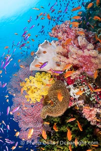 Anthias fishes school over the colorful Fijian coral reef, everything taking advantage of currents that bring planktonic food. Fiji, Dendronephthya, Pseudanthias, Bligh Waters