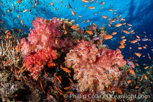 Anthias fishes school over the colorful Fijian coral reef, everything taking advantage of currents that bring planktonic food. Fiji, Dendronephthya, Pseudanthias, Bligh Waters