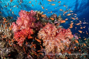 Anthias fishes school over the colorful Fijian coral reef, everything taking advantage of currents that bring planktonic food. Fiji, Dendronephthya, Pseudanthias, Bligh Waters
