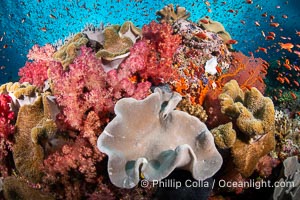 Fiji is the soft coral capital of the world, Seen here are beautifully colorful dendronephthya soft corals reaching out into strong ocean currents to capture passing planktonic food, Fiji, Dendronephthya, Vatu I Ra Passage, Bligh Waters, Viti Levu Island