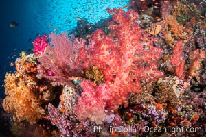 Fiji is the soft coral capital of the world, Seen here are beautifully colorful dendronephthya soft corals reaching out into strong ocean currents to capture passing planktonic food, Fiji, Dendronephthya, Vatu I Ra Passage, Bligh Waters, Viti Levu Island