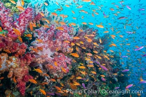 Spectacularly colorful dendronephthya soft corals on South Pacific reef, reaching out into strong ocean currents to capture passing planktonic food, Fiji, Dendronephthya, Bligh Waters