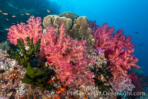 Spectacularly colorful dendronephthya soft corals on South Pacific reef, reaching out into strong ocean currents to capture passing planktonic food, Fiji, Dendronephthya, Bligh Waters