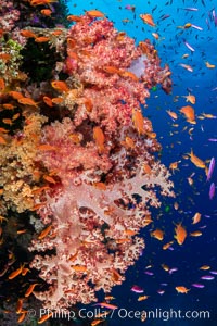 Anthias fishes school over the colorful Fijian coral reef, everything taking advantage of currents that bring planktonic food. Fiji, Dendronephthya, Pseudanthias, Bligh Waters