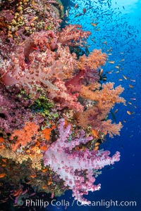 Anthias fishes school over the colorful Fijian coral reef, everything taking advantage of currents that bring planktonic food. Fiji, Dendronephthya, Pseudanthias, Bligh Waters