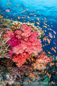 Anthias fishes school over the colorful Fijian coral reef, everything taking advantage of currents that bring planktonic food. Fiji, Dendronephthya, Pseudanthias, Bligh Waters