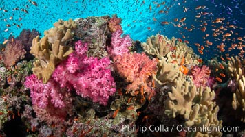 Fiji is the soft coral capital of the world, Seen here are beautifully colorful dendronephthya soft corals reaching out into strong ocean currents to capture passing planktonic food, Fiji, Dendronephthya, Vatu I Ra Passage, Bligh Waters, Viti Levu Island