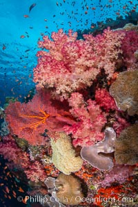 Fiji is the soft coral capital of the world, Seen here are beautifully colorful dendronephthya soft corals reaching out into strong ocean currents to capture passing planktonic food, Fiji. Vatu I Ra Passage, Bligh Waters, Viti Levu Island, Dendronephthya, natural history stock photograph, photo id 35032