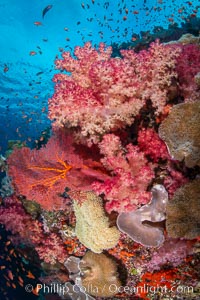 Fiji is the soft coral capital of the world, Seen here are beautifully colorful dendronephthya soft corals reaching out into strong ocean currents to capture passing planktonic food, Fiji, Dendronephthya, Vatu I Ra Passage, Bligh Waters, Viti Levu Island