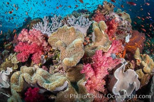 Fiji is the soft coral capital of the world, Seen here are beautifully colorful dendronephthya soft corals reaching out into strong ocean currents to capture passing planktonic food, Fiji, Dendronephthya, Vatu I Ra Passage, Bligh Waters, Viti Levu Island