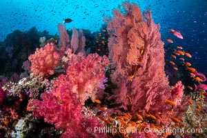 Vibrant displays of color among dendronephthya soft corals on South Pacific reef, reaching out into strong ocean currents to capture passing planktonic food, Fiji, Dendronephthya, Gorgonacea, Vatu I Ra Passage, Bligh Waters, Viti Levu Island