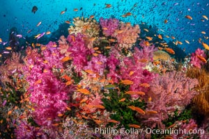 Vibrant displays of color among dendronephthya soft corals on South Pacific reef, reaching out into strong ocean currents to capture passing planktonic food, Fiji, Dendronephthya, Vatu I Ra Passage, Bligh Waters, Viti Levu Island