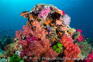 Vibrant displays of color among dendronephthya soft corals on South Pacific reef, reaching out into strong ocean currents to capture passing planktonic food, Fiji, Dendronephthya, Vatu I Ra Passage, Bligh Waters, Viti Levu Island