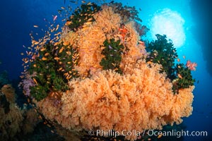 Colorful and exotic coral reef in Fiji, with soft corals, hard corals, anthias fishes, anemones, and sea fan gorgonians, Pseudanthias