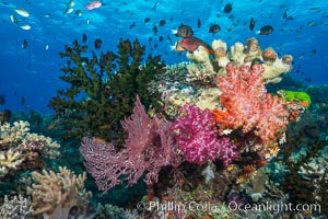 Soft corals (gorgonians, dendronephthya) and hard corals cover a pristine and beautiful south Pacific coral reef, Fiji, Dendronephthya, Gorgonacea, Tubastrea micrantha, Namena Marine Reserve, Namena Island