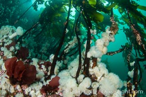 Colorful reef scene on Vancouver Island, known for its underwater landscapes teeming with rich invertebrate life. Browning Pass, Vancouver Island