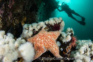 Colorful reef scene on Vancouver Island, known for its underwater landscapes teeming with rich invertebrate life. Browning Pass, Vancouver Island