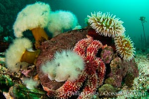 Colorful reef scene on Vancouver Island, known for its underwater landscapes teeming with rich invertebrate life. Browning Pass, Vancouver Island, Metridium farcimen