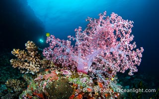 Soft coral display in Fiji. Fiji is known as the Soft Coral Capital of the World, Vatu I Ra Passage, Bligh Waters, Viti Levu Island