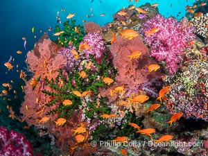 Soft coral display in Fiji. Fiji is known as the Soft Coral Capital of the World, Vatu I Ra Passage, Bligh Waters, Viti Levu Island