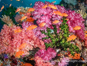 Soft coral display in Fiji. Fiji is known as the Soft Coral Capital of the World, Vatu I Ra Passage, Bligh Waters, Viti Levu Island