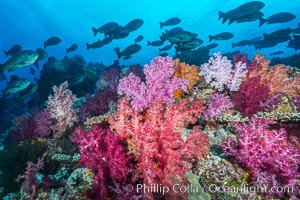 Colorful dendronephthya soft corals and various hard corals, flourishing on a pristine healthy south pacific coral reef.  The soft corals are inflated in strong ocean currents, capturing passing planktonic food with their many small polyps, Dendronephthya, Nigali Passage, Gau Island, Lomaiviti Archipelago, Fiji