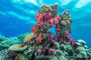 Colorful dendronephthya soft corals and various hard corals, flourishing on a pristine healthy south pacific coral reef.  The soft corals are inflated in strong ocean currents, capturing passing planktonic food with their many small polyps, Dendronephthya, Nigali Passage, Gau Island, Lomaiviti Archipelago, Fiji