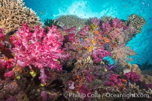 Colorful dendronephthya soft corals and various hard corals, flourishing on a pristine healthy south pacific coral reef.  The soft corals are inflated in strong ocean currents, capturing passing planktonic food with their many small polyps, Dendronephthya, Namena Marine Reserve, Namena Island, Fiji