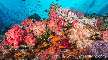 Colorful dendronephthya soft corals and various hard corals, flourishing on a pristine healthy south pacific coral reef.  The soft corals are inflated in strong ocean currents, capturing passing planktonic food with their many small polyps, Dendronephthya