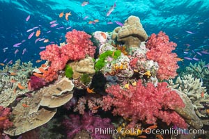 Colorful dendronephthya soft corals and various hard corals, flourishing on a pristine healthy south pacific coral reef.  The soft corals are inflated in strong ocean currents, capturing passing planktonic food with their many small polyps, Dendronephthya, Pseudanthias, Namena Marine Reserve, Namena Island, Fiji