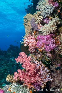 Colorful dendronephthya soft corals and various hard corals, flourishing on a pristine healthy south pacific coral reef.  The soft corals are inflated in strong ocean currents, capturing passing planktonic food with their many small polyps, Dendronephthya