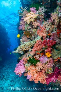Colorful dendronephthya soft corals and various hard corals, flourishing on a pristine healthy south pacific coral reef.  The soft corals are inflated in strong ocean currents, capturing passing planktonic food with their many small polyps, Dendronephthya
