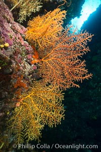 Colorful Chironephthya soft corals capture planktonic food in passing ocean currents, Fiji, Chironephthya, Vatu I Ra Passage, Bligh Waters, Viti Levu  Island