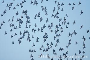 Rock dove flock in flight, Columba livia, La Jolla, California