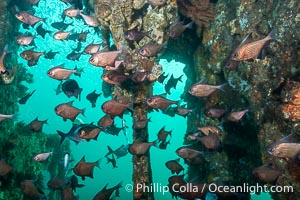 Common Bullseye, Pempheris multiradiata, on the wreck of the Portland Maru, Kangaroo Island, South Australia. The Portland Maru was a 117-meter Japanese cargo ship which struck a submerged object and was beached near Cape Borda, Kangaroo Island, on March 19, 1935, Pempheris multiradiata, Wreck of the Portland Maru