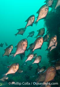 Common Bullseye, Pempheris multiradiata, on the wreck of the Portland Maru, Kangaroo Island, South Australia, Pempheris multiradiata, Wreck of the Portland Maru