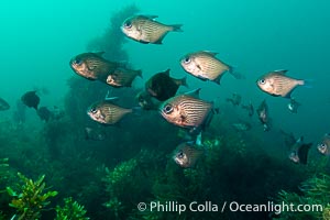 Common Bullseye, Pempheris multiradiata, on the wreck of the Portland Maru, Kangaroo Island, South Australia, Pempheris multiradiata, Wreck of the Portland Maru