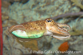 Common cuttlefish, siphon clearly visible on underside of cuttle, Sepia officinalis