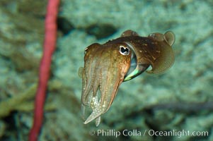 Common cuttlefish, Sepia officinalis