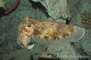 Common cuttlefish, Sepia officinalis