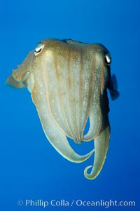 Common cuttlefish, Sepia officinalis