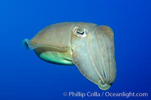 Common cuttlefish, Sepia officinalis