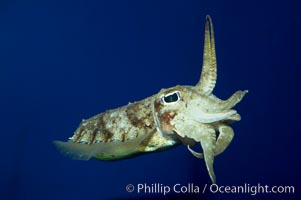 Common cuttlefish, Sepia officinalis
