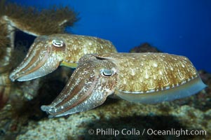 Common cuttlefish, Sepia officinalis