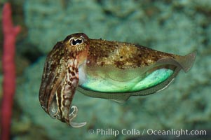 Common cuttlefish, Sepia officinalis