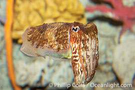 Common cuttlefish, Sepia officinalis